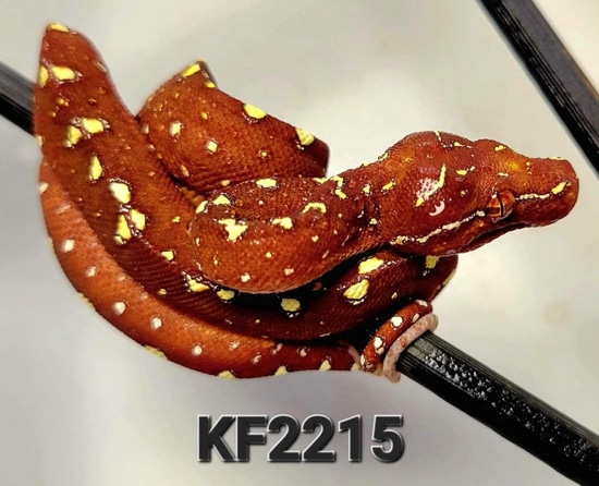 22 USCBB Designer Green Tree Python by McCabe Acres Reptiles