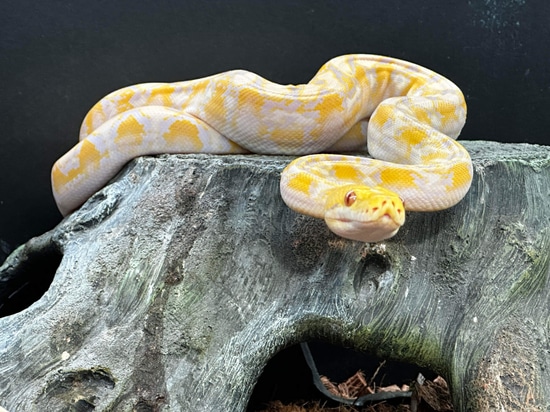 Super Dwarf Retic - Reach Out Reptiles Reticulated Python by McCabe ...