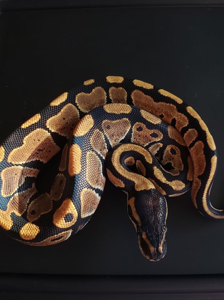 Normal Ball Python by Cactus Corns & Constrictors MorphMarket
