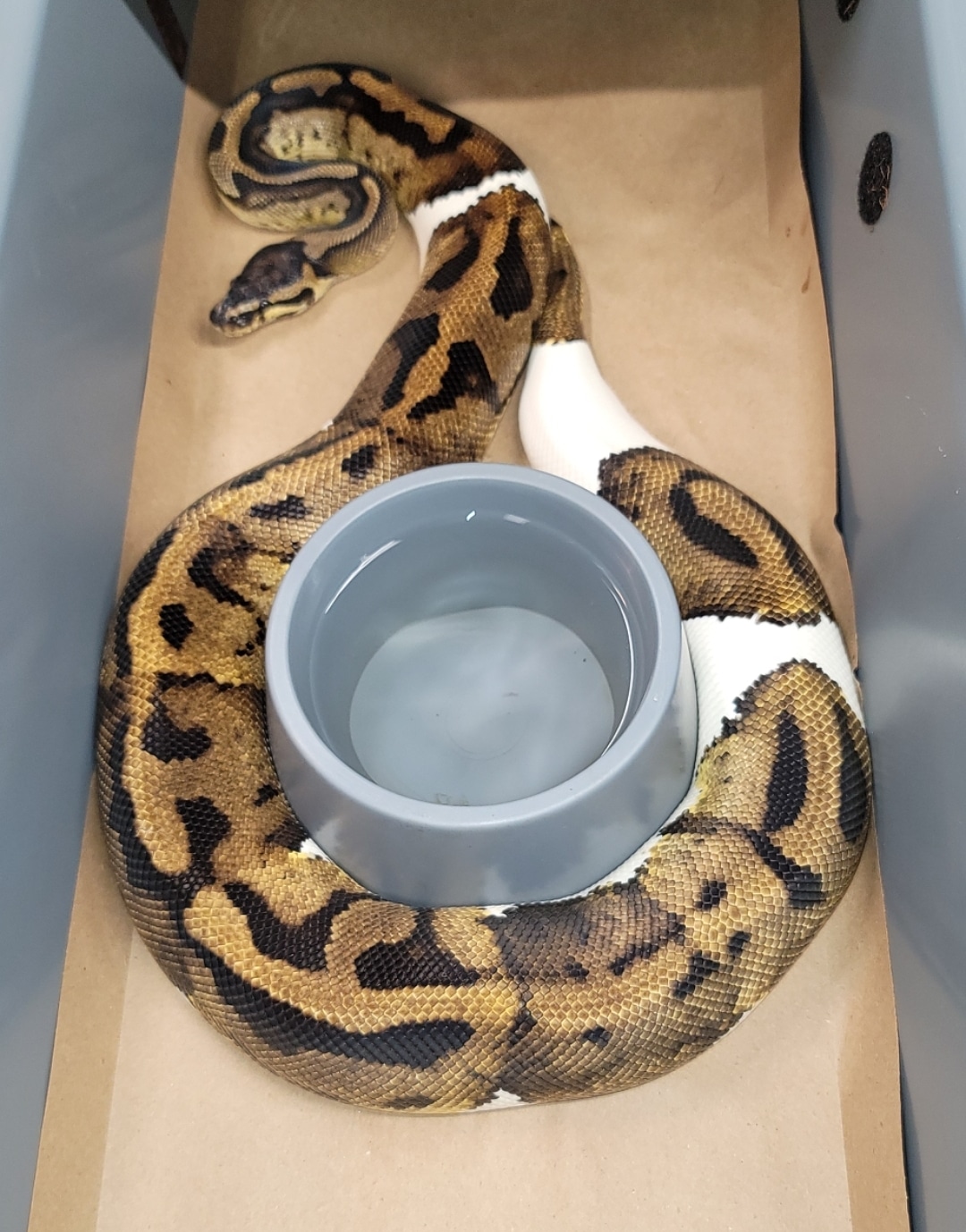 Piebald Ready To Breed Ball Python by Python Spawn MorphMarket