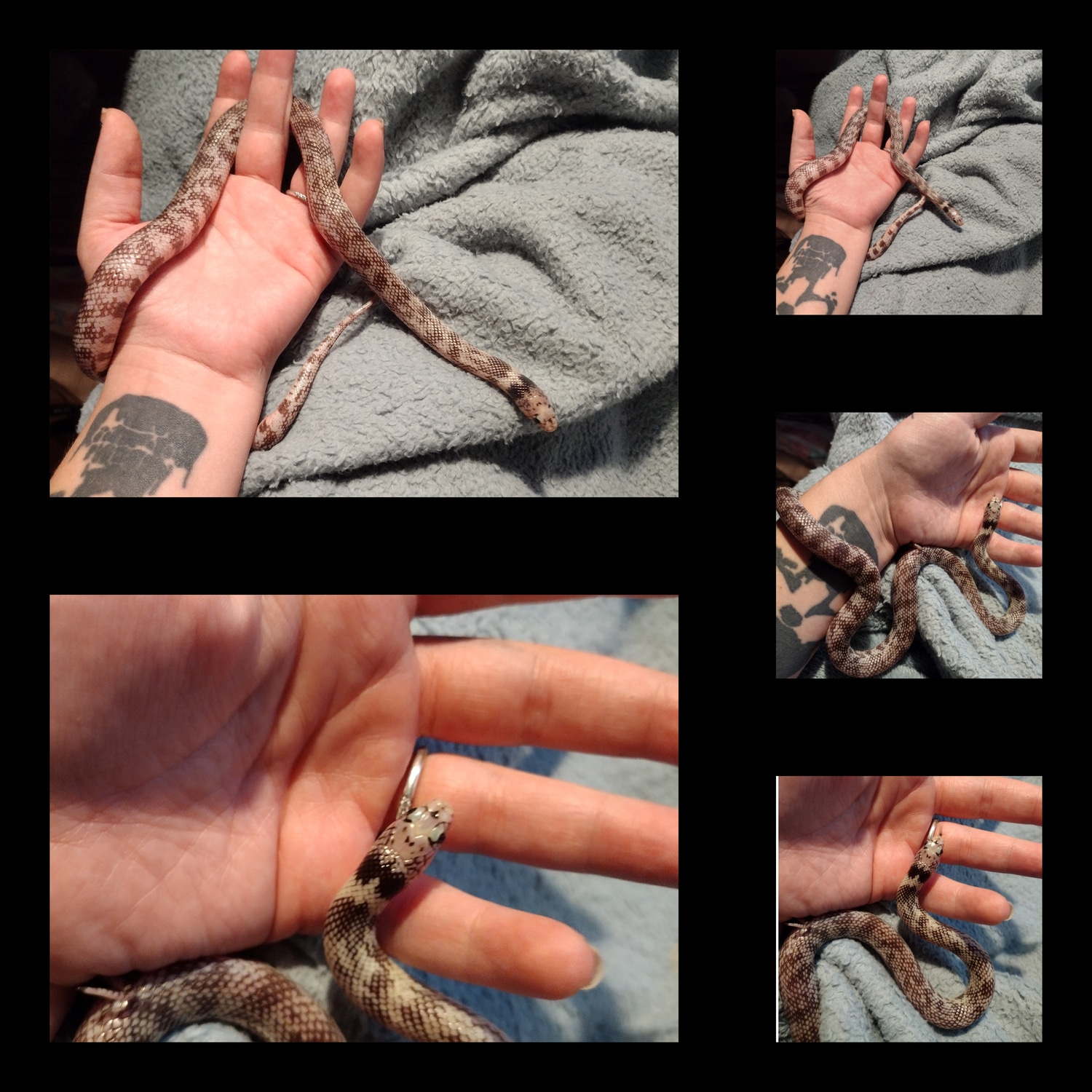 High White Light Phase Palomar Ghost Banded CA King California Kingsnake by Black Hills Exotics