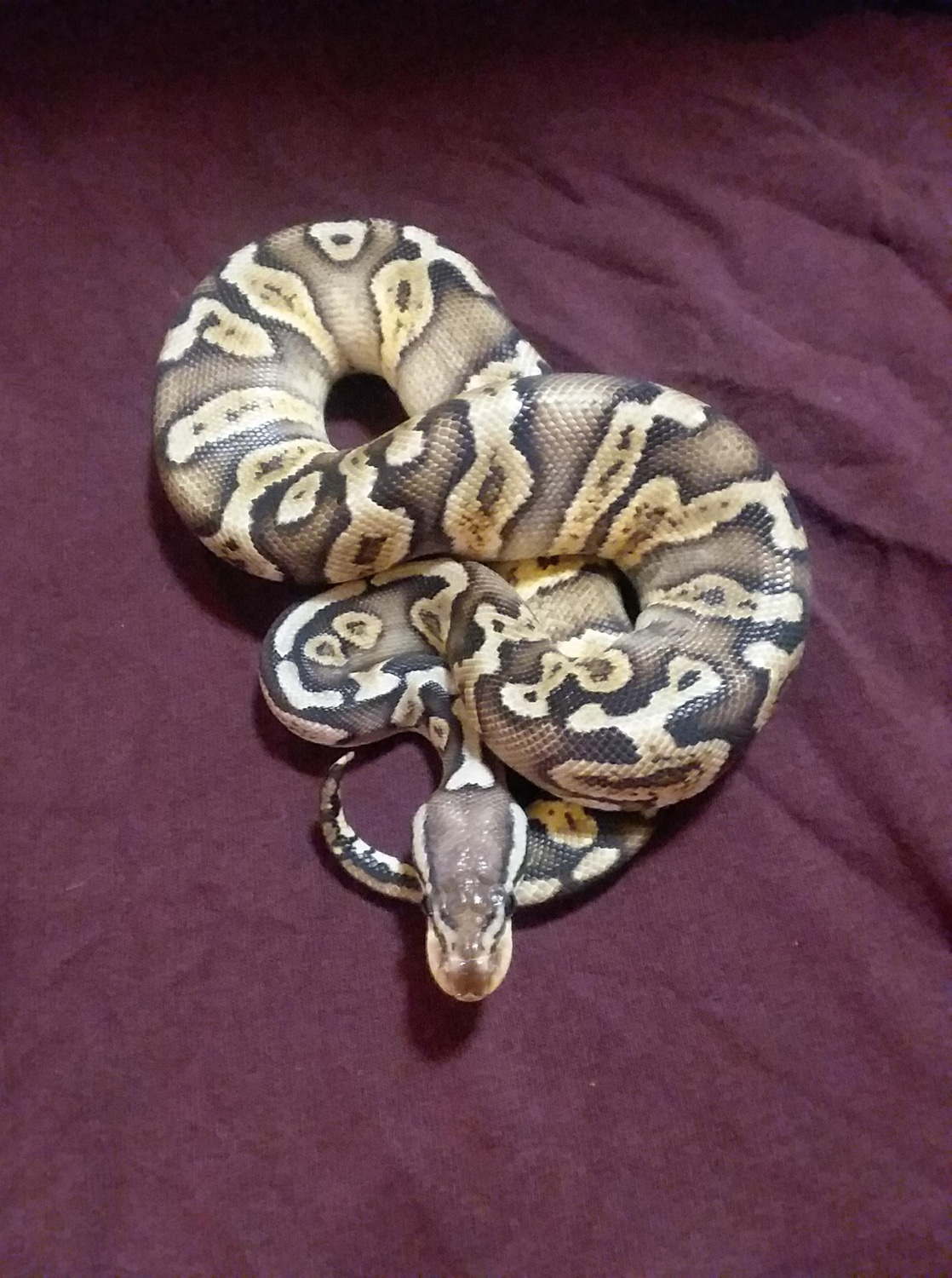 GHI Lemon Pastel Ball Python by TJB Ball Pythons - MorphMarket
