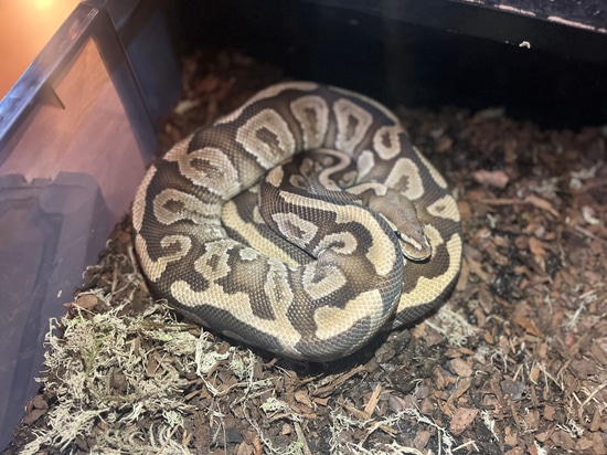 M9 Fire Phantom Ball Python by TJGS Reptiles