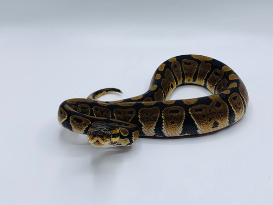 Normal Het Clown Ball Python by TJK Morphs