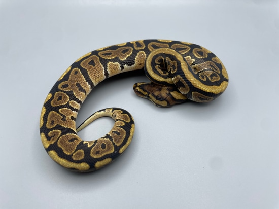 Spotnose Het Clown Ball Python by TJK Morphs