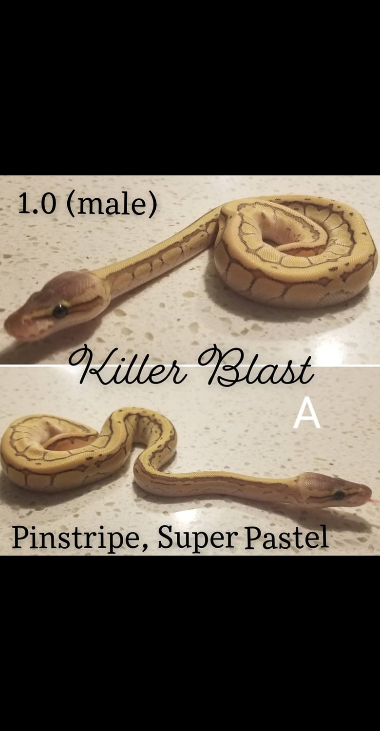 Killer Blast Ball Python by Royal Pythons - MorphMarket