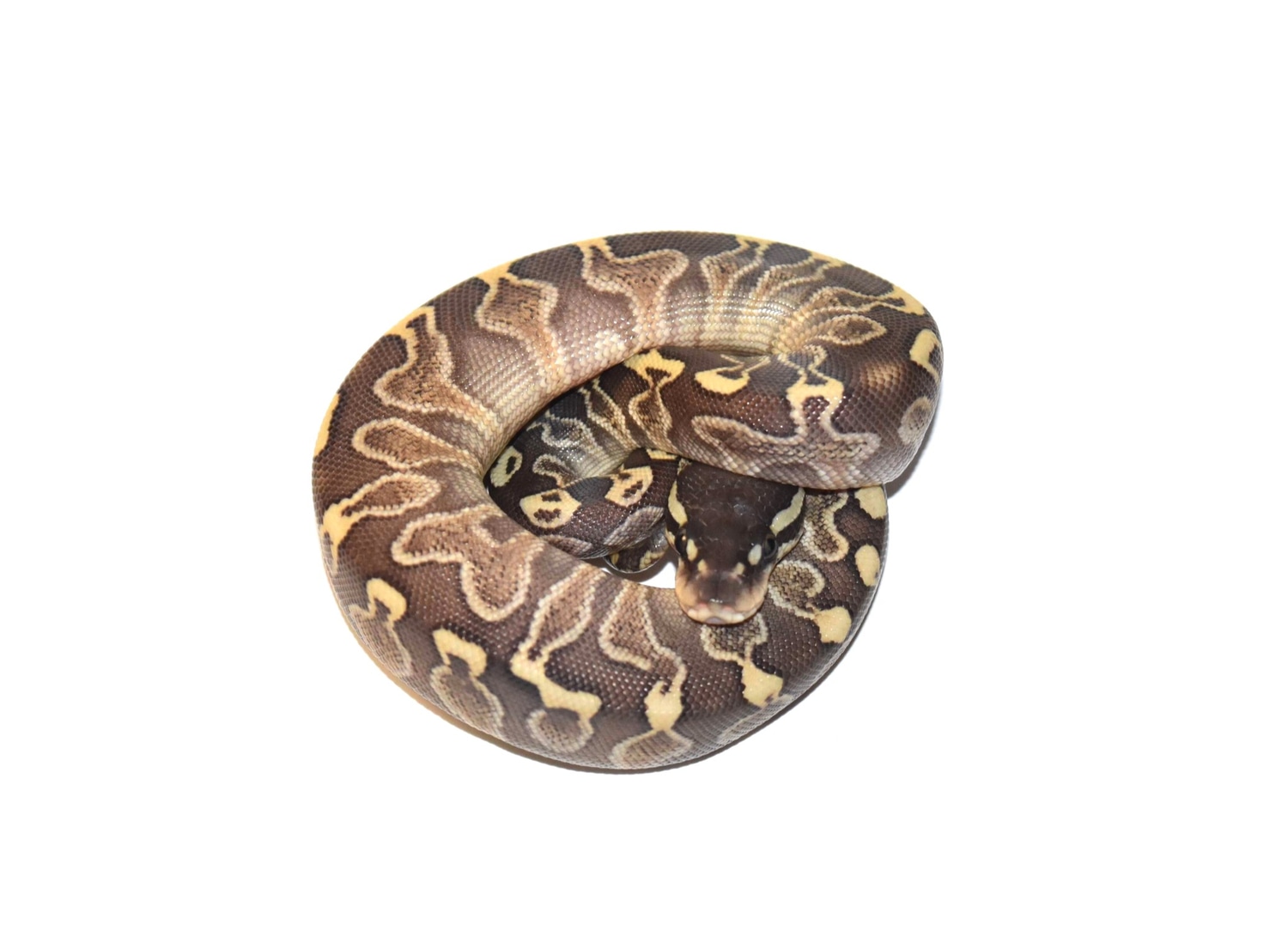 GHI Lesser 66% Het Puzzle Ball Python by TJW exotics - MorphMarket