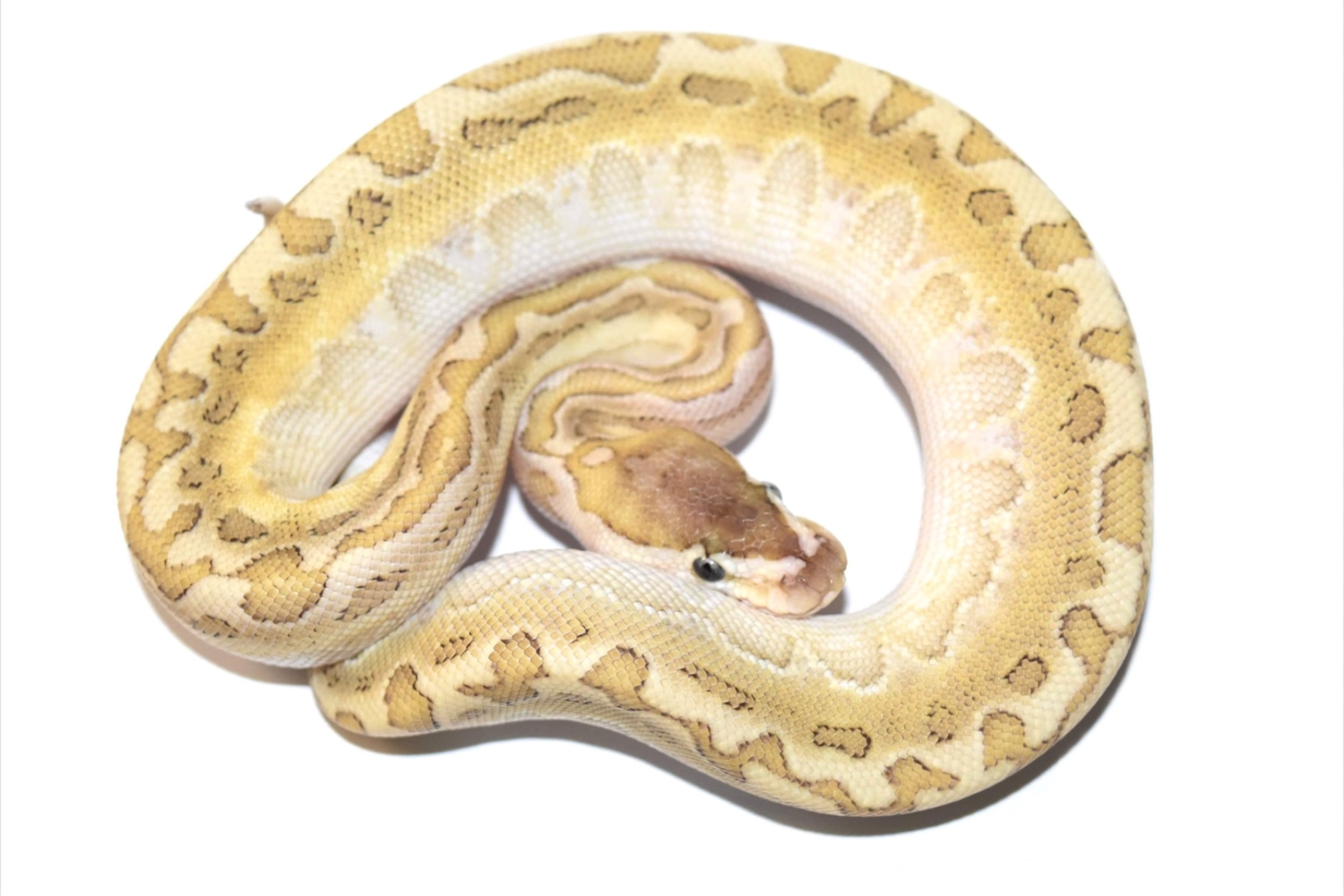 Bamboo Puzzle Ball Python by TJW exotics - MorphMarket