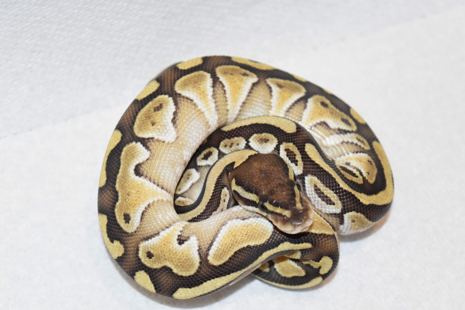 Lesser Het Tri Stripe Ball Python by TJW exotics - MorphMarket