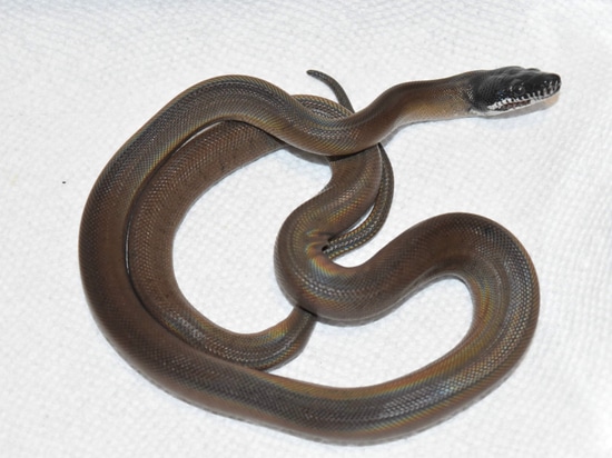 Northern White Lipped Python White-Lipped Python by TJW exotics