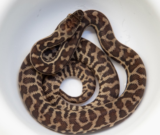 Wheatbelt) Western Stimson’s Python Stimson's Python by TJW exotics