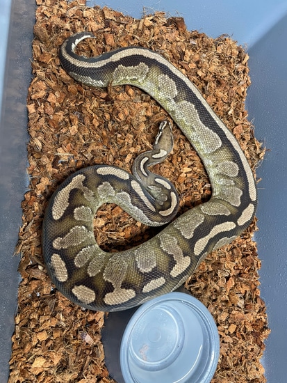 Fire Calico Arroyo Ball Python by Grunt Reptiles