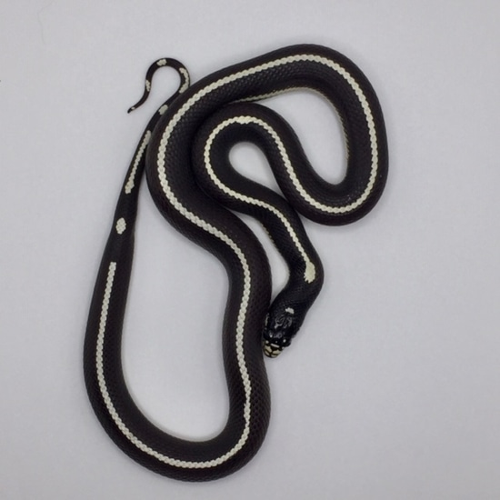 Pair Of 2021 F1's Scissors Crossing California Kingsnake by TKC Reptiles