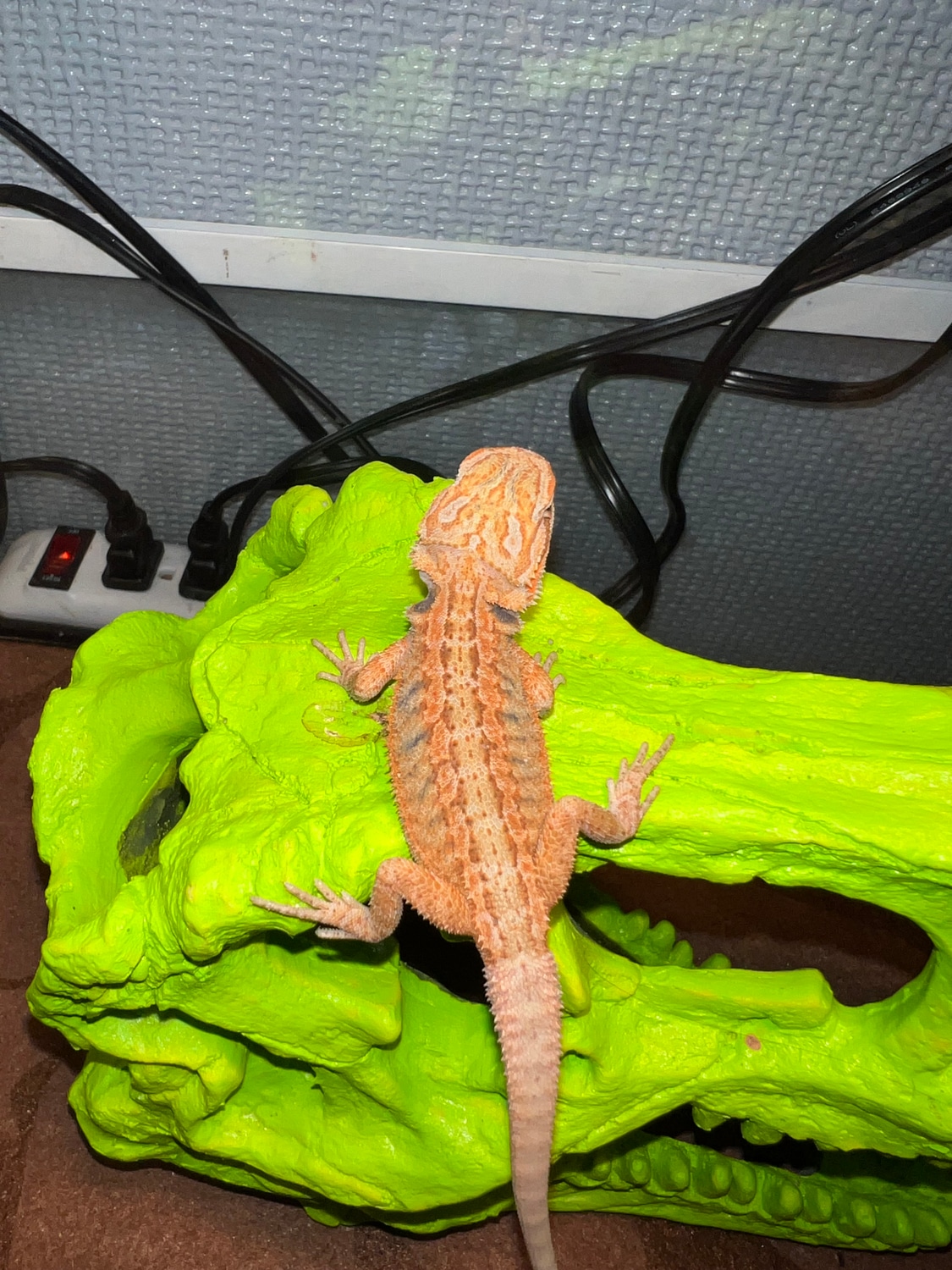 Baby Beardies Central Bearded Dragon by Kelley’s Aquatics & More