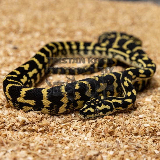 '21 Carpet Python Other Carpet Python by TKR&P
