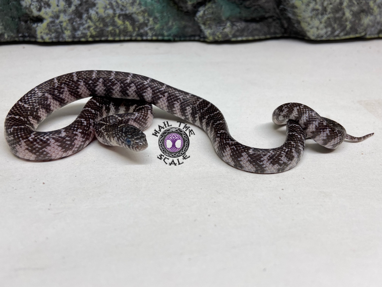 Axanthic Het Albino, Hypo And Pos Het White Sided Brooks' Kingsnake by