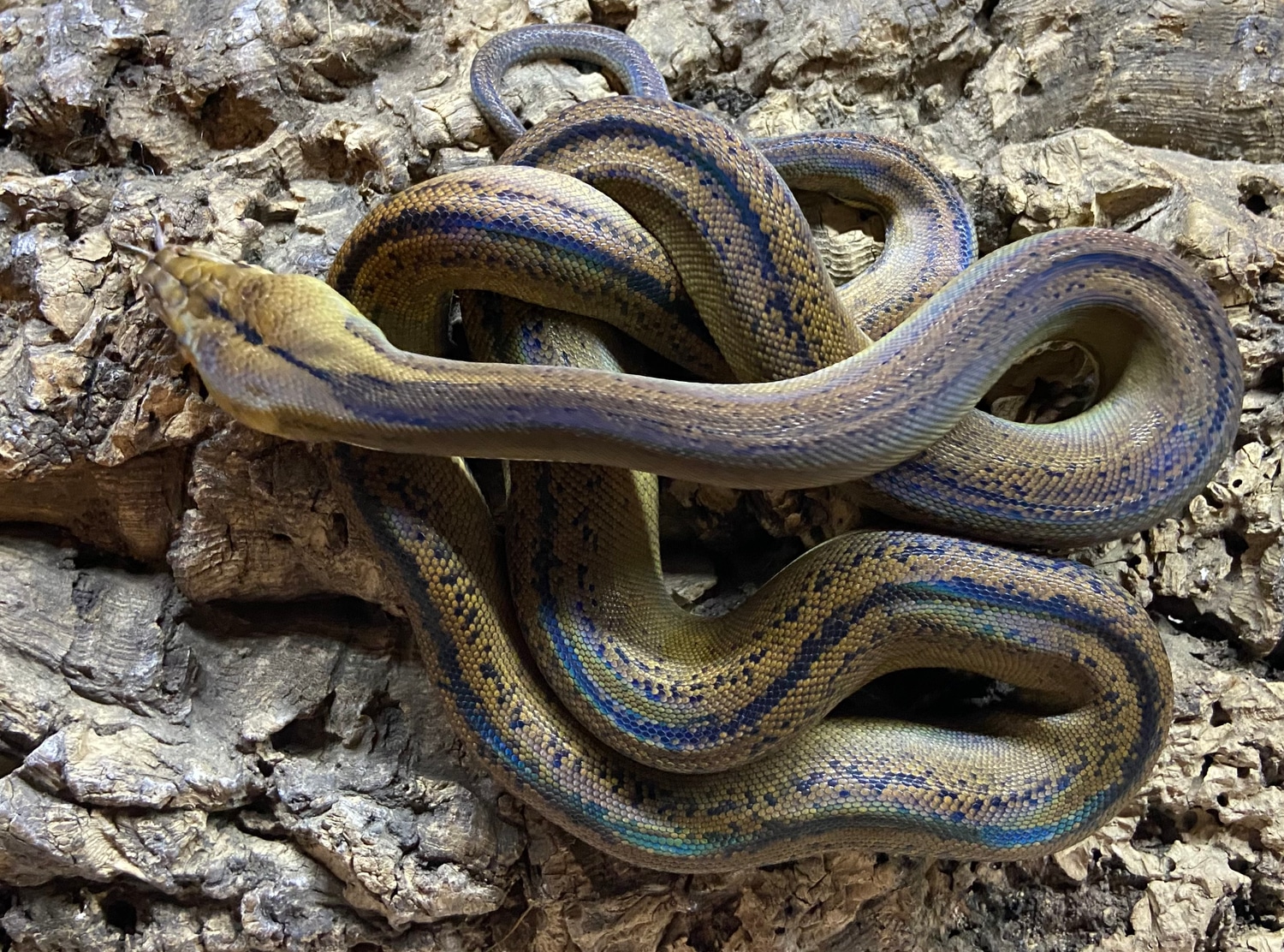 Goldenchild Tiger Reticulated Python by Hail The Scale - MorphMarket