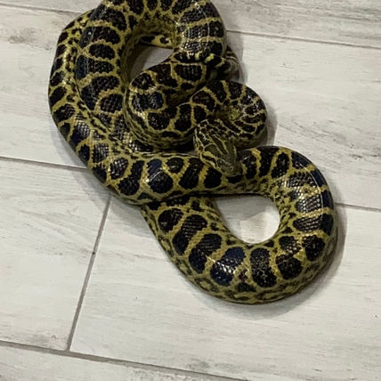 1.0 Yellow Anaconda