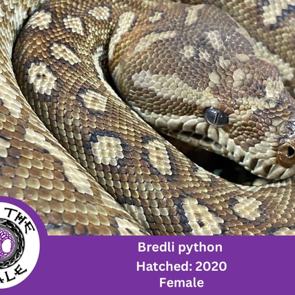 Bredli Python Other Carpet Python