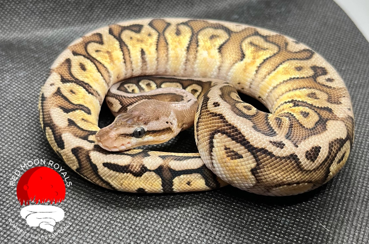 **SALE** Pastel Lesser Fire Ball Python by Red Moon Royals LLC ...