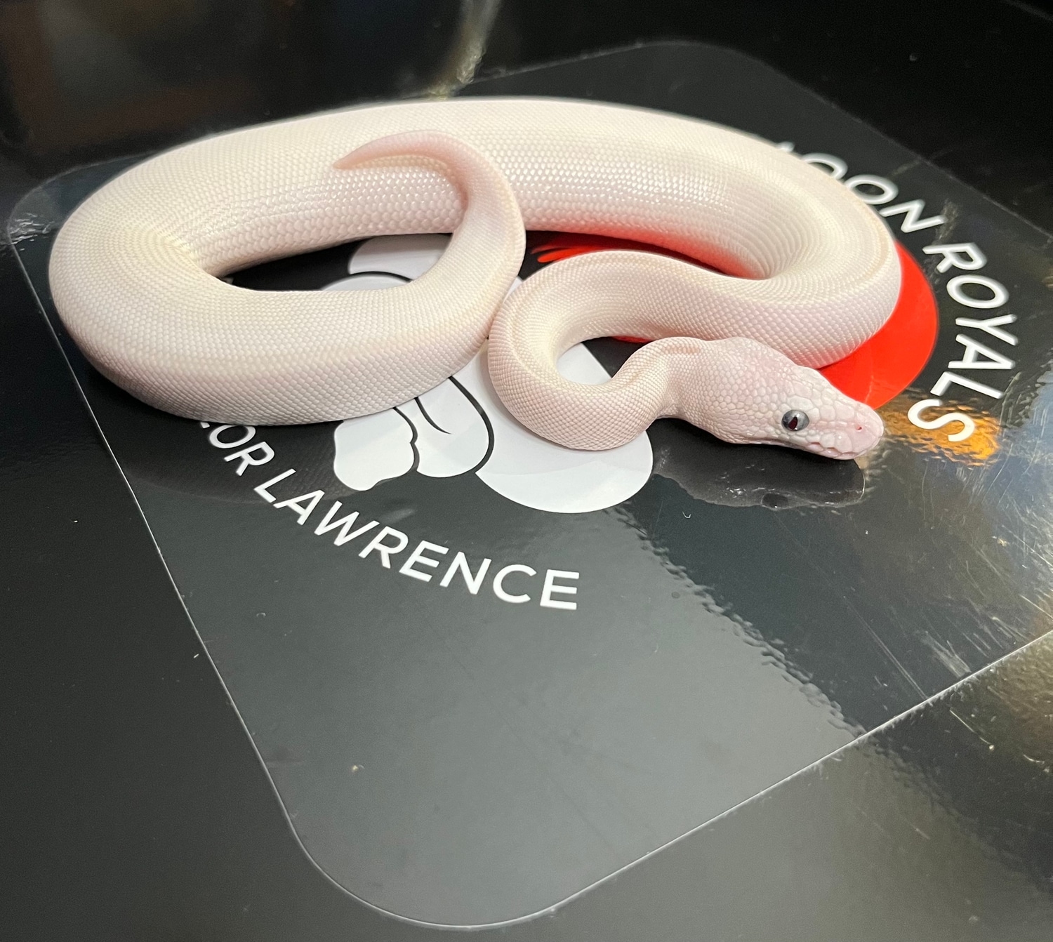 Blue Eyed Lucy **FREE SHIPPING** Ball Python by Red Moon Royals LLC ...