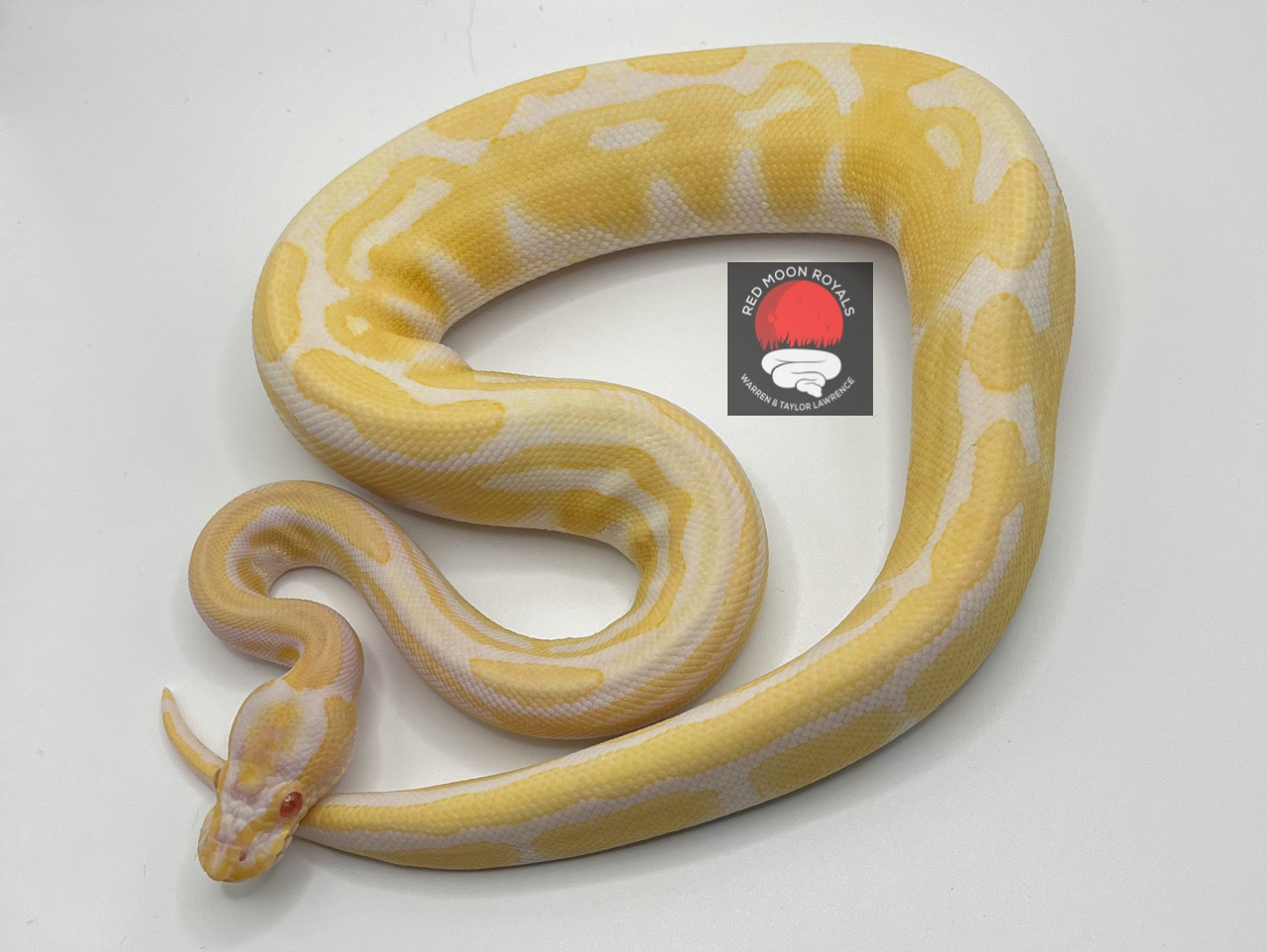 **SALE** Albino Tri Stripe Ball Python by Red Moon Royals LLC - MorphMarket