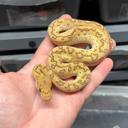 *Holiday Sale* Leopard Lesser Pinstripe Orange Dream Clown Poss Het Pied Ball Python