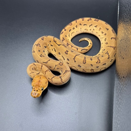 *Holiday Sale* Pinstripe Leopard Clown Poss Het Pied Ball Python