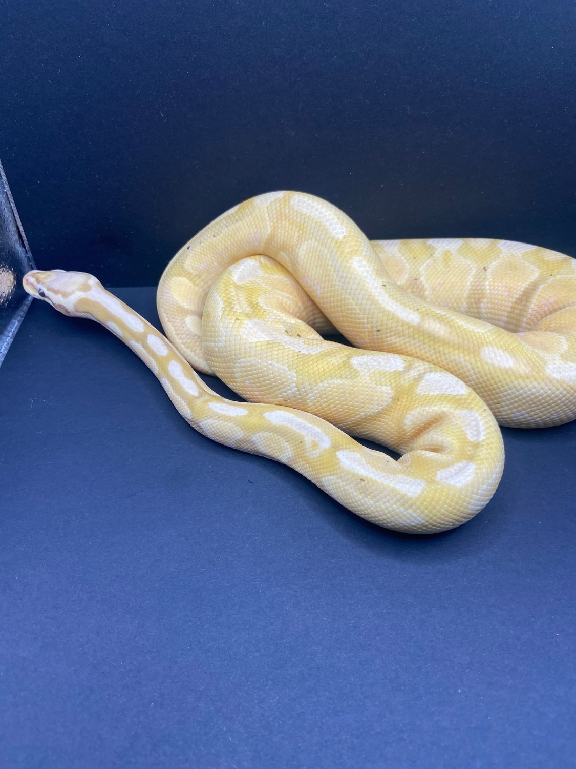 Female Maker Banana Yb Het Pied Ball Python by Gothic Exotics MorphMarket