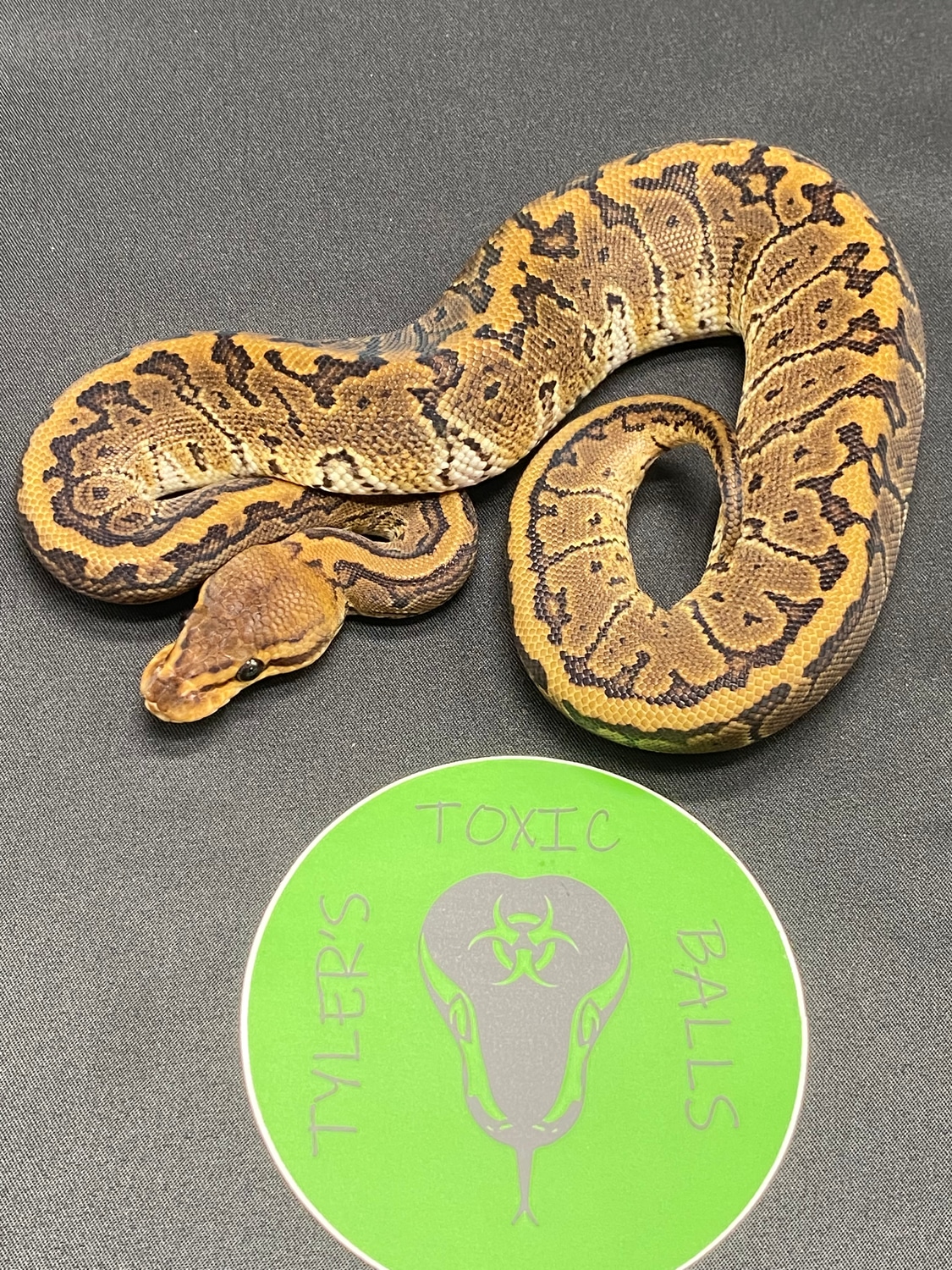 Chocolate Pinstripe Ball Python by Tyler’s Toxic Balls MorphMarket