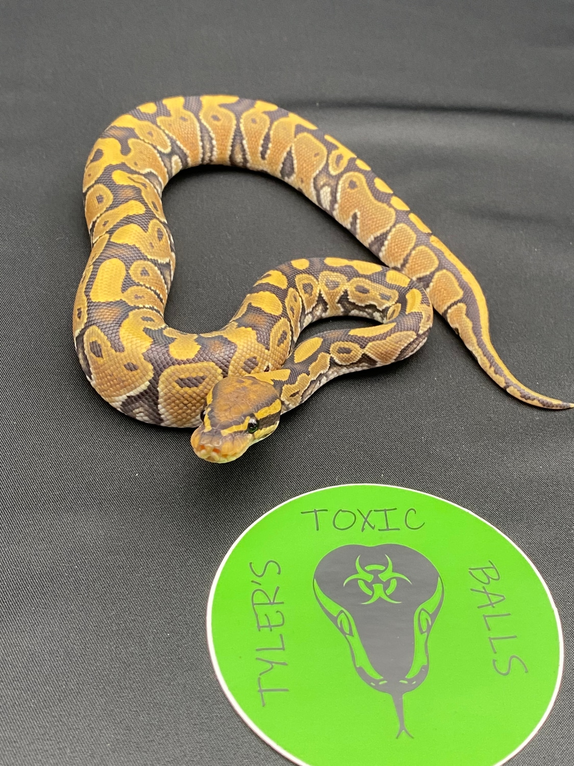 Hypo Ball Python by Tyler’s Toxic Balls MorphMarket