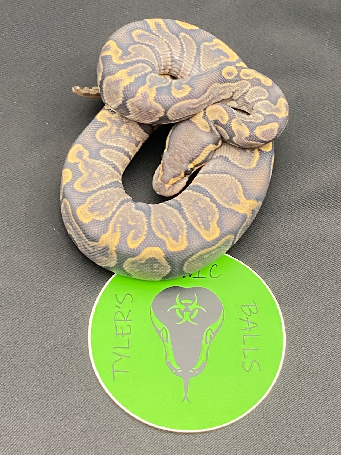 GHI Hypo Ball Python by Tyler’s Toxic Balls MorphMarket