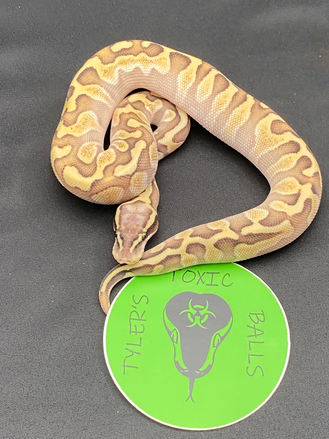 GHI Enchi Lesser Sulfur Pastel Het Hypo Ball Python by Tyler’s Toxic ...