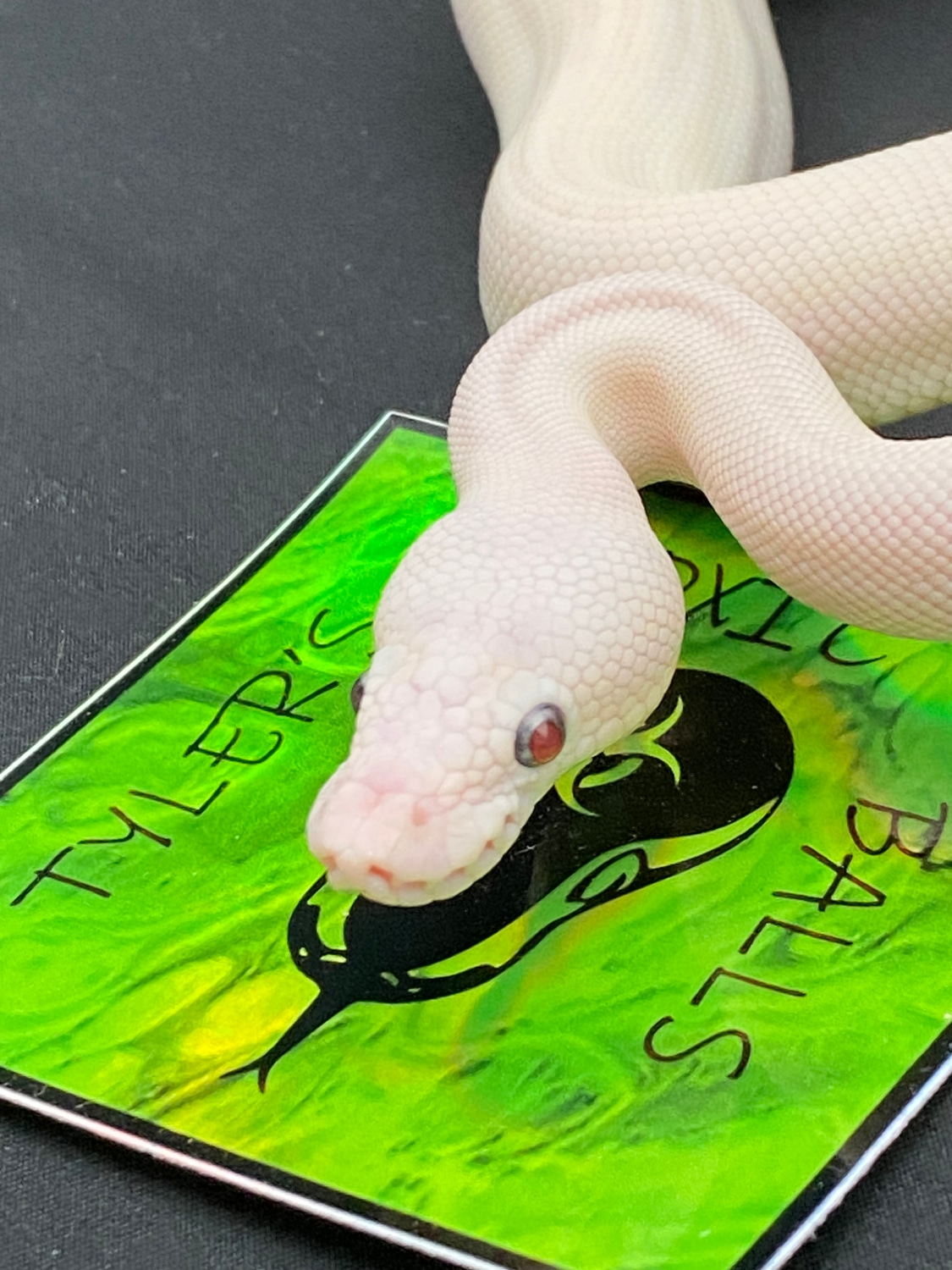 BEL Ball Python by Tyler’s Toxic Balls MorphMarket