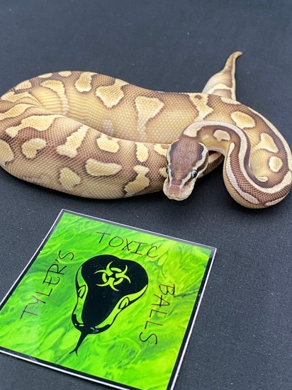 Krg Ball Python Pastel KRG Butter Or Lesser 66%Hypo 50%pied Ball Python by Tyler’s ...