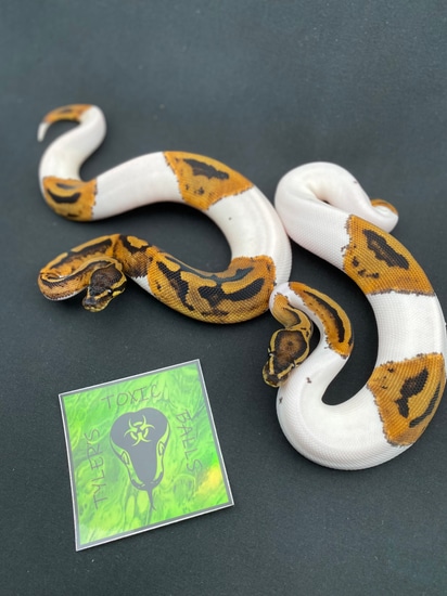 Pied Het Albino Ball Python by Tyler’s Toxic Balls