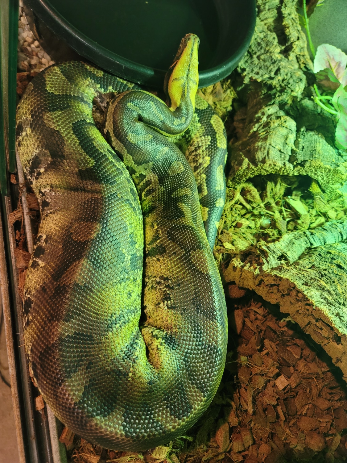 Orange Head Short-tail Sumatran Short-tailed Python by Fantastic ...