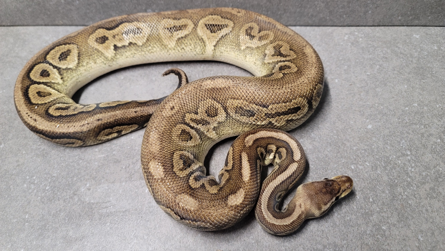 Pastel Cinnamon Ball Python by Fantastic Reptiles LLC - MorphMarket