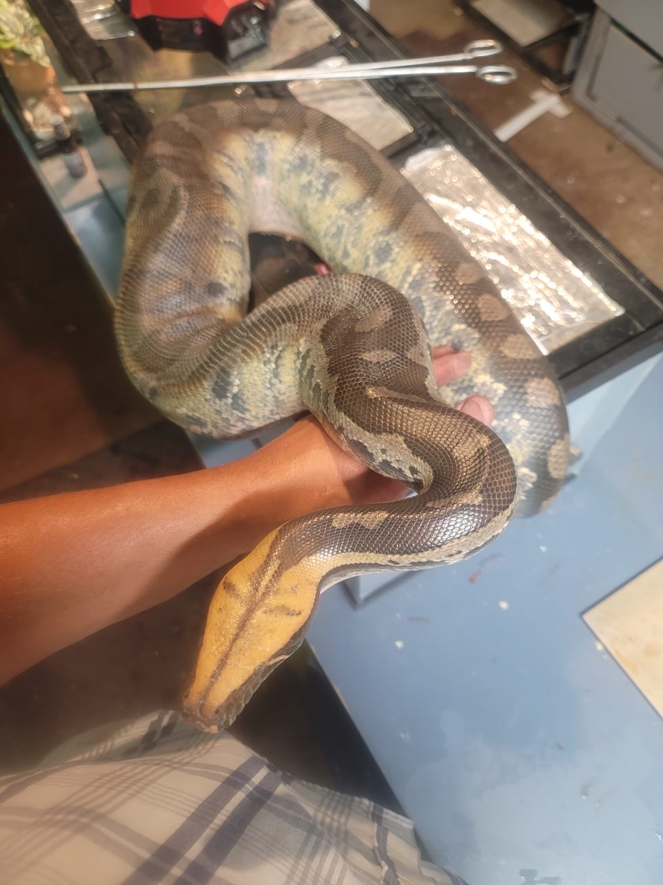 Male Orange Head Short-tail Sumatran Short-Tailed Python by Fantastic ...