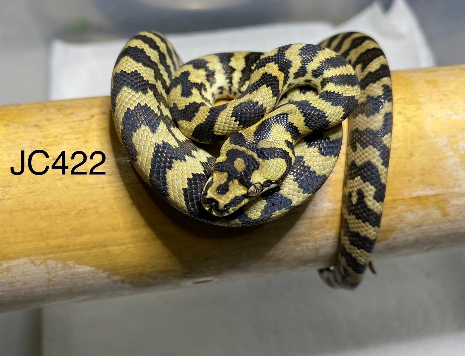 Jungle Jungle Carpet Python by The Learning Zoo, LLC MorphMarket