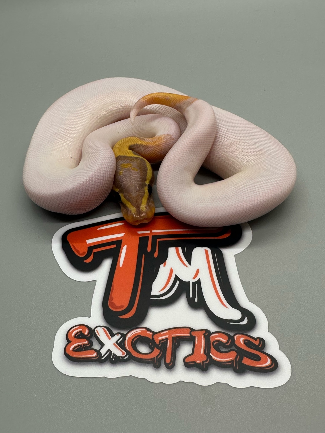Banana Pied 100 Het Albino **PRICE INCLUDES SHIPPING** Ball Python by