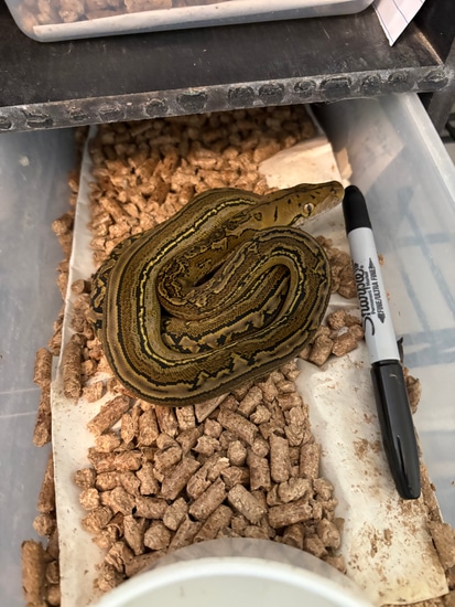 High % Kalatoa/Halmahera Reticulated Pyton Hatchling - Will Stay Small ...