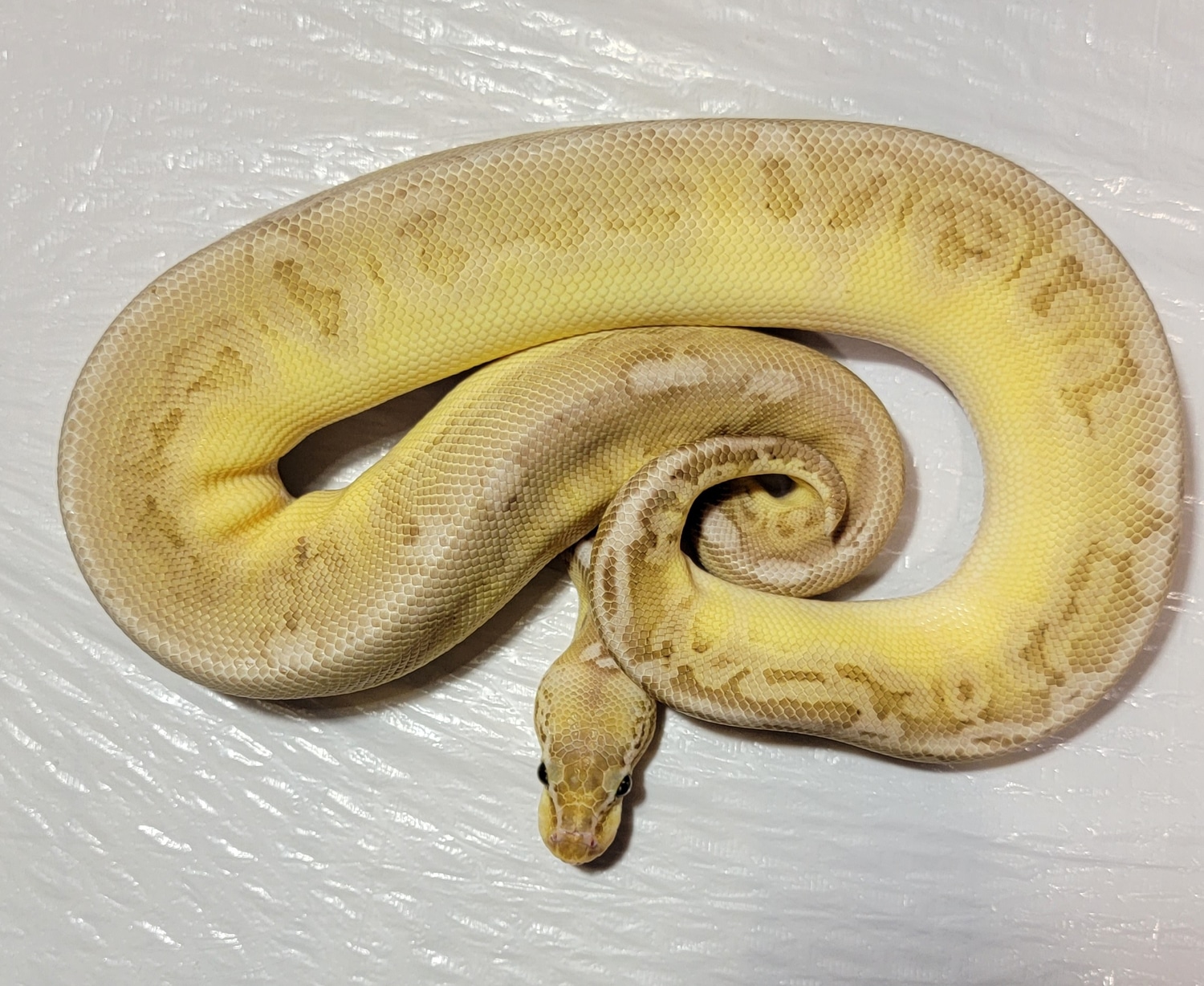 Black Pewter Lesser Leopard Ball Python by Insanely Awesome Geckos ...
