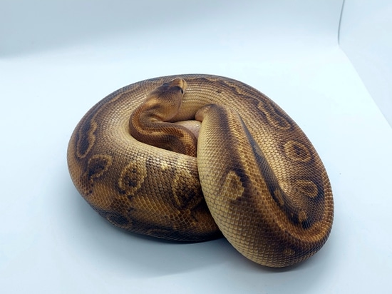 Champagne FNR Vanilla Mojave Ball Python by TMG Reptilien