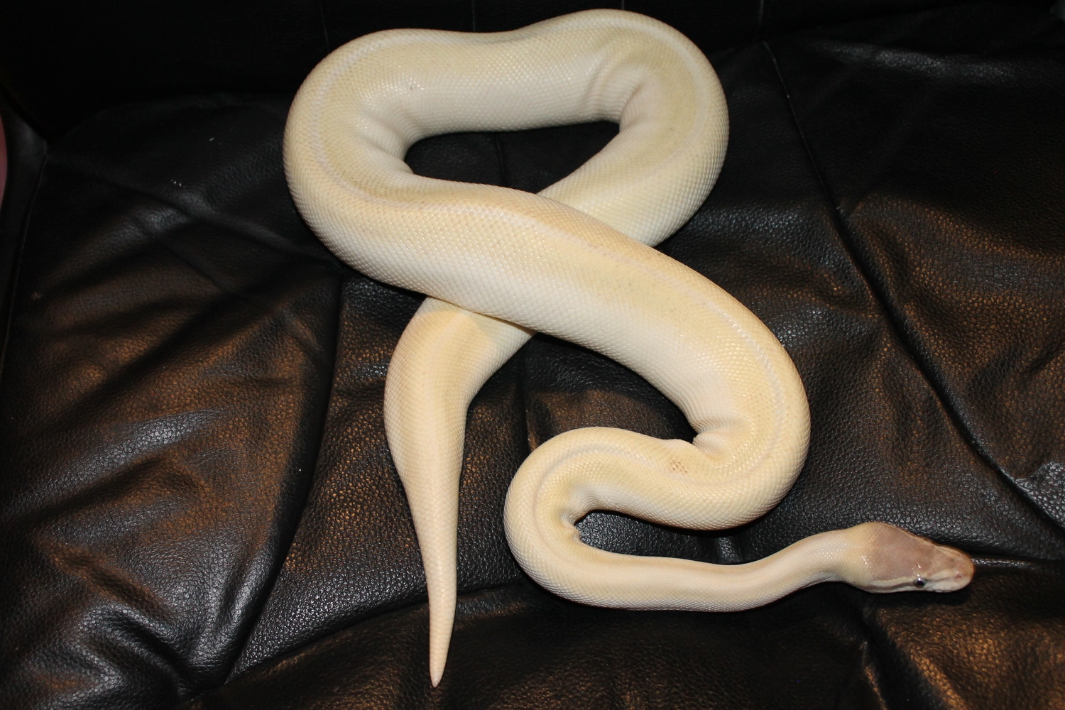 Super Mojave Ball Python by Barn Born Herps - MorphMarket