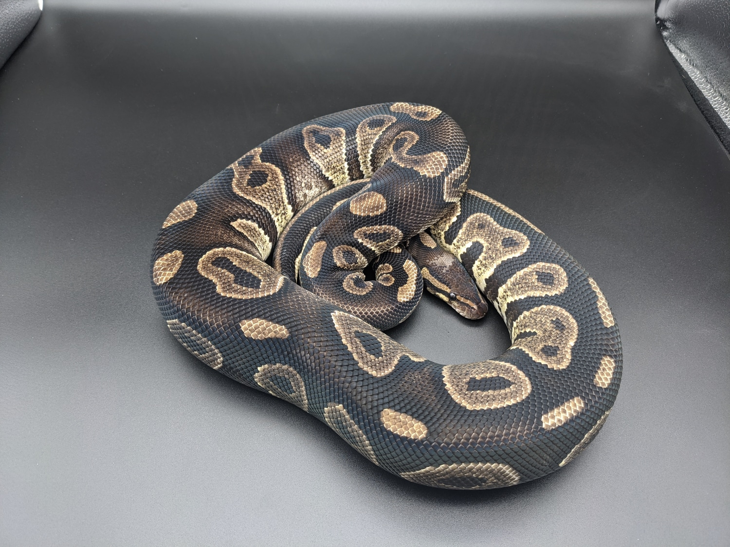 Blackhead Chocolate Ball Python by Barn Born Herps - MorphMarket