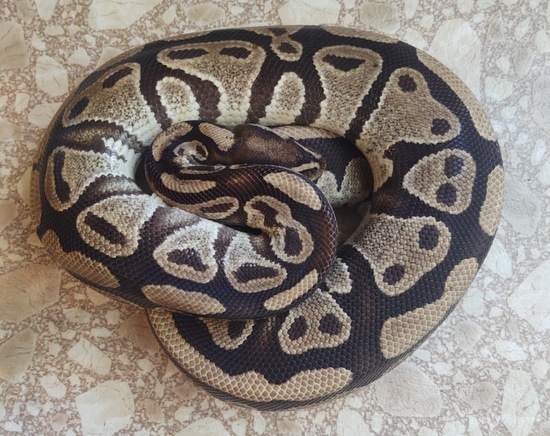 Pastel Pos Het Clown Adult Ball Python by CeeTee Reptiles - MorphMarket