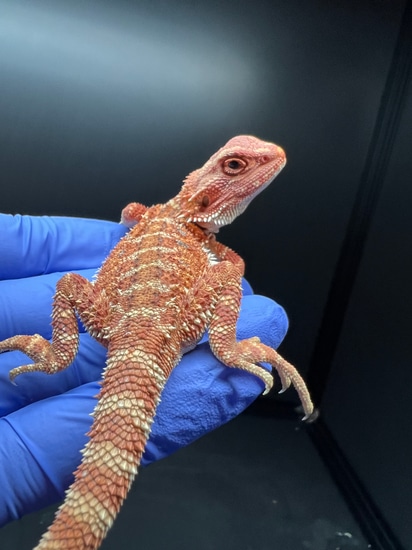100% Red Monster; Normal Scale; Hypo 66% Het Translucent