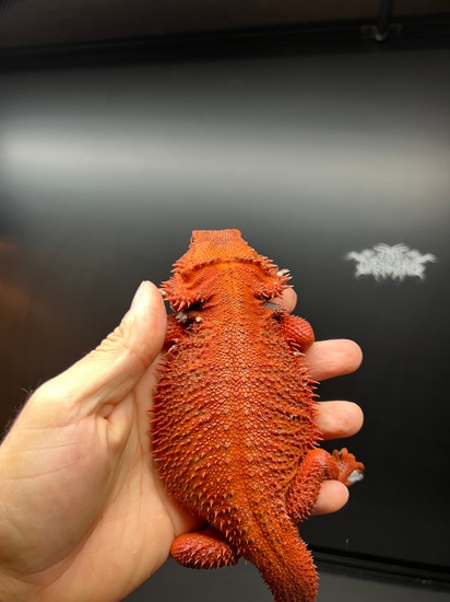 100% Red Monster; Normal Scale; Hypo Translucent; Female Central ...
