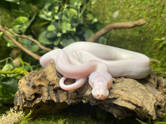 White Demon “Severus” Ball Python by Toadally Frogs LLC